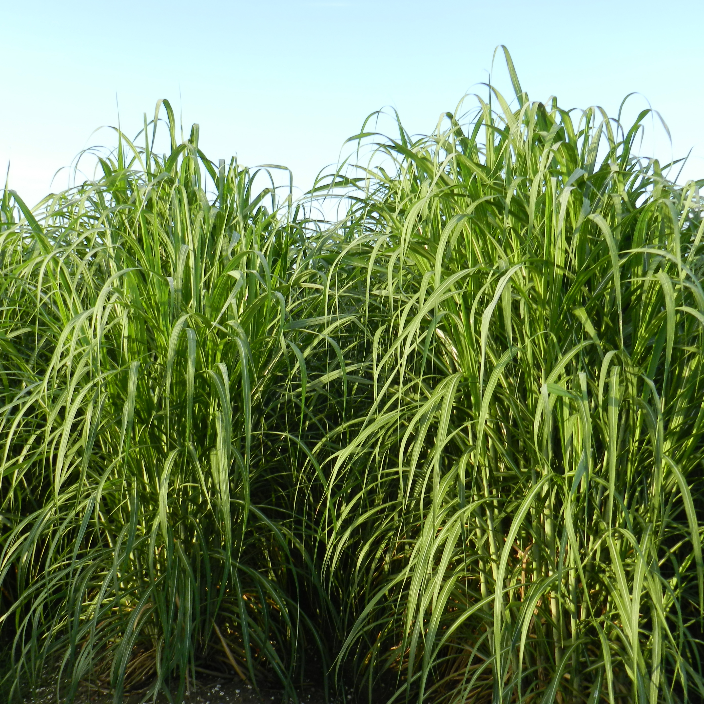 Canopy – Drooping and spreading (similar to L 99-226).